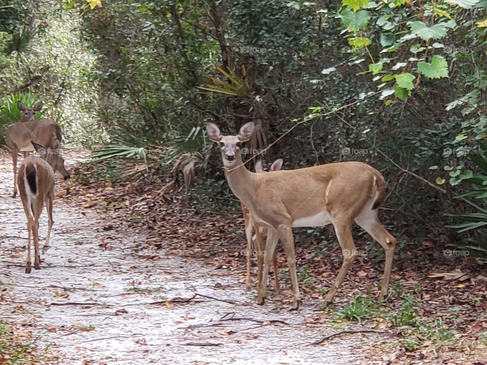 Deer in the woods