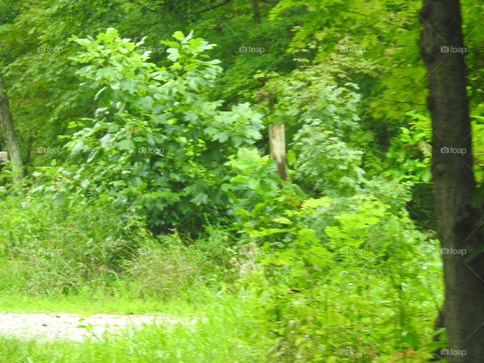 Leaf, Wood, Nature, Lush, Tree