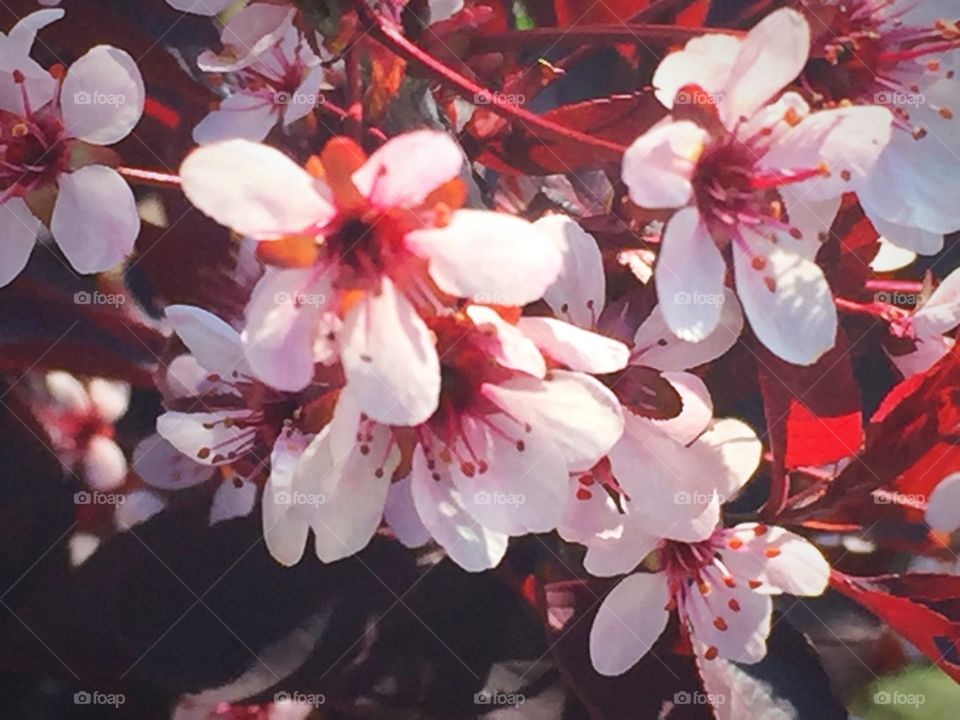 Pink flowers 