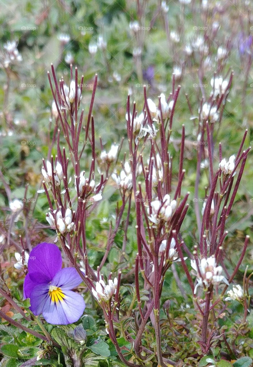 stiefmütterchen Blume