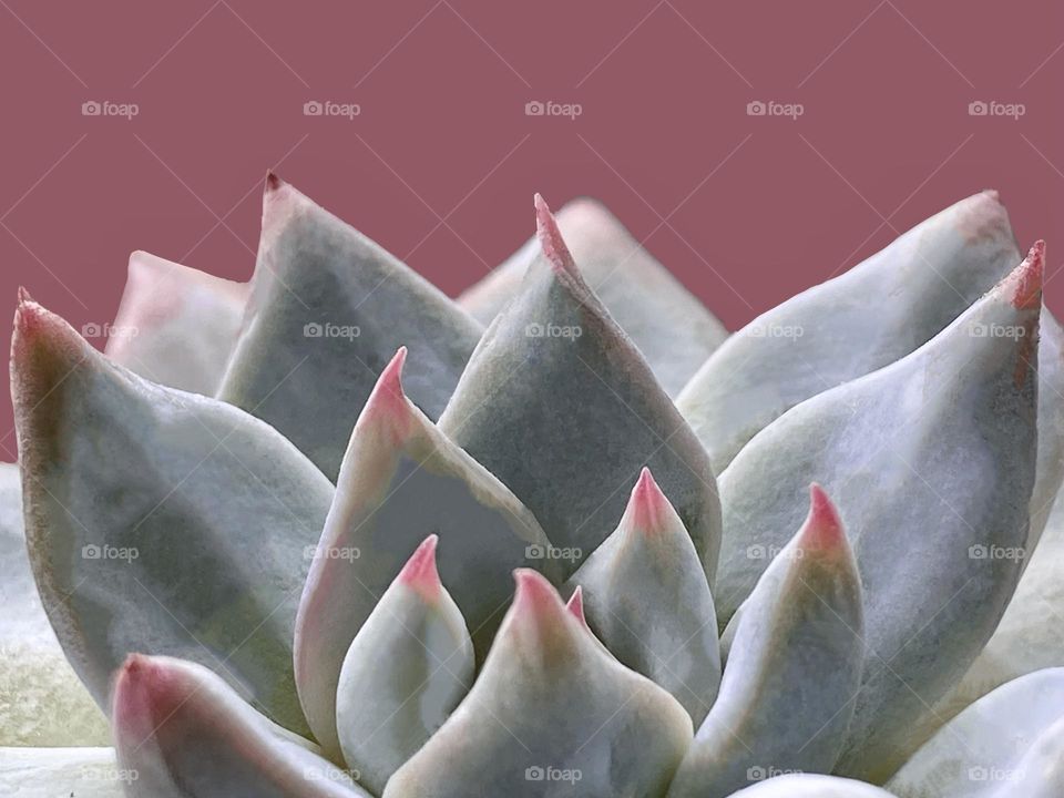 Backgrounds, copy space, succulents against pink background 