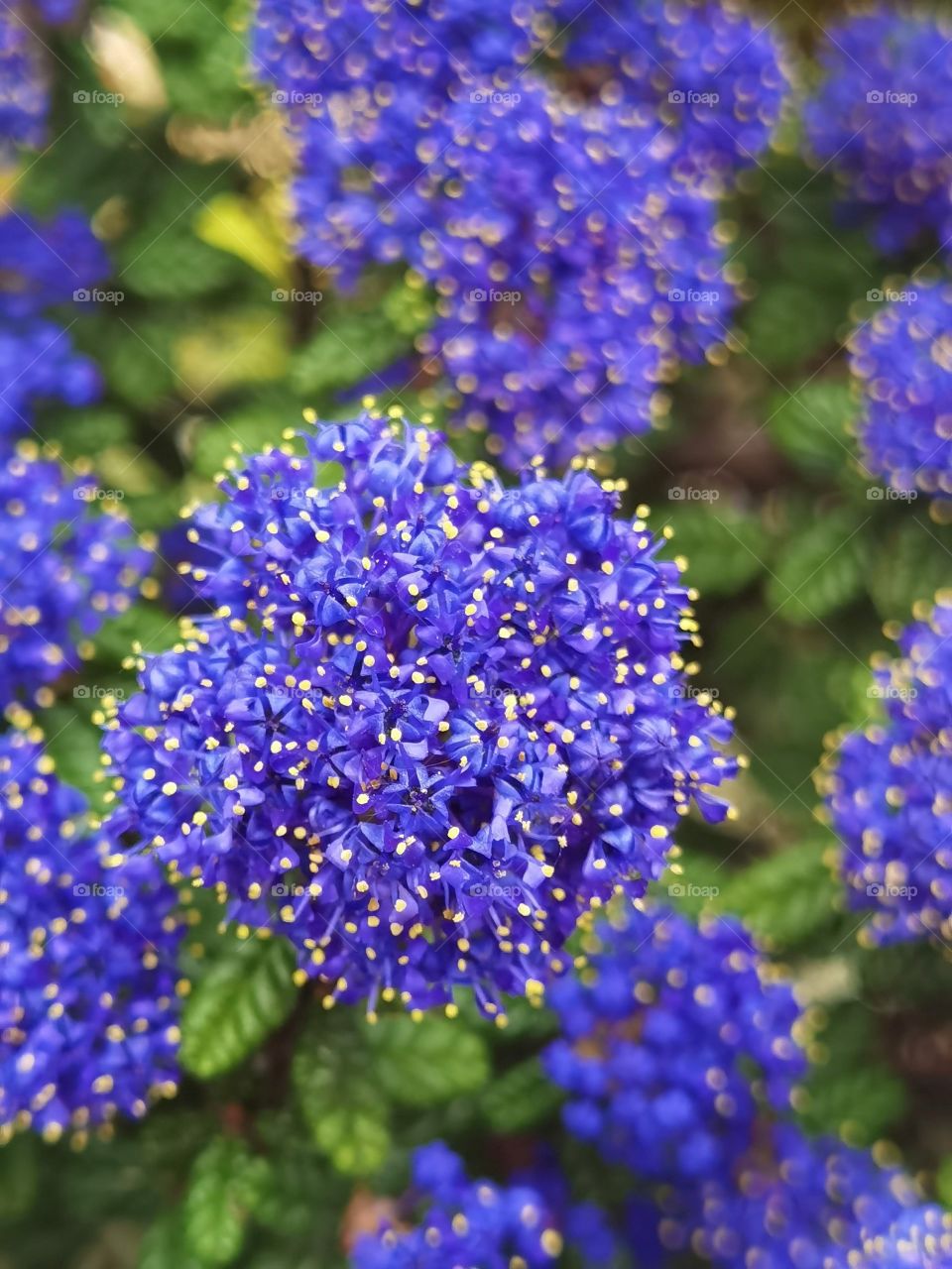 purple little flower