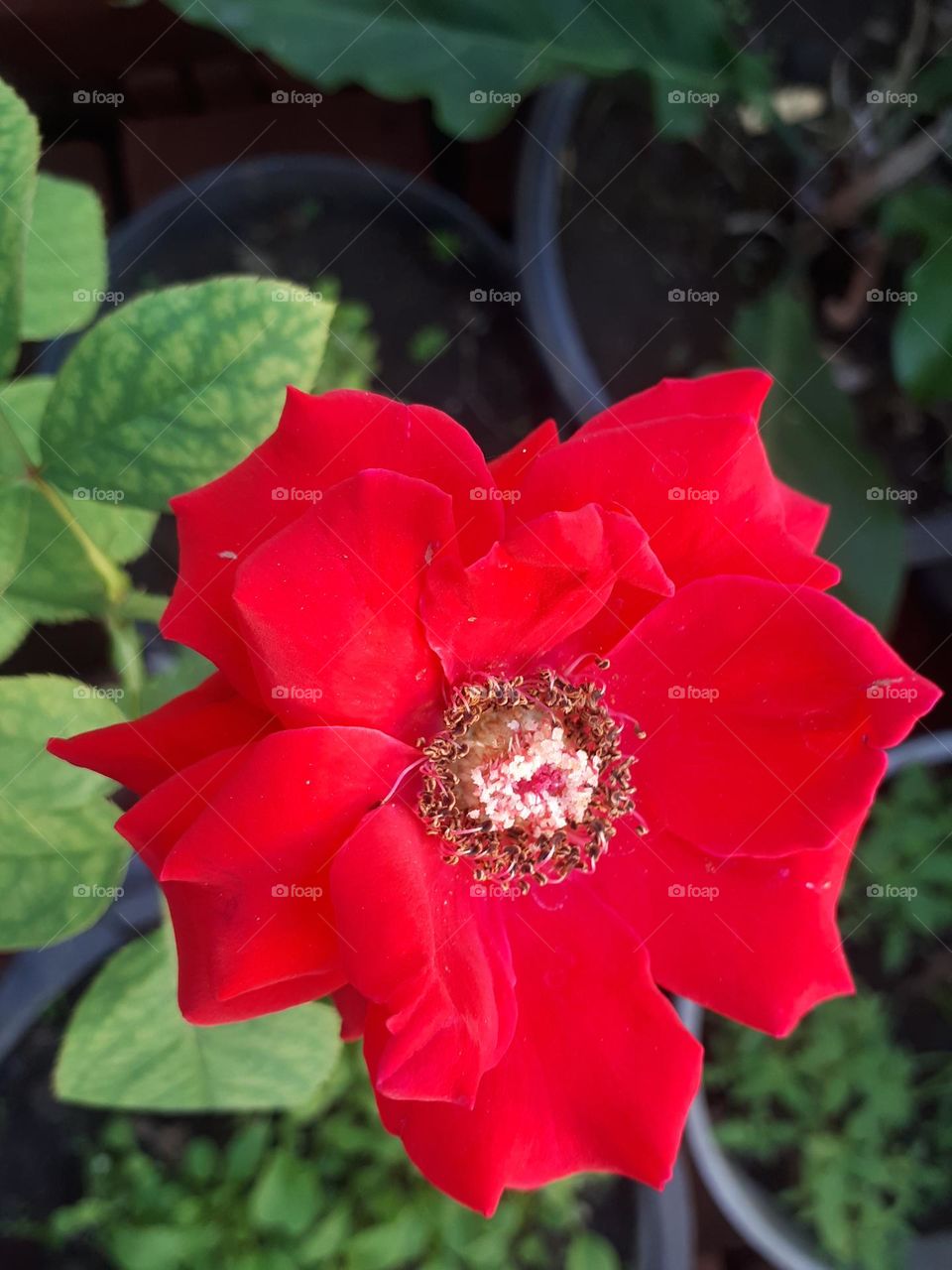 A unique and beautiful red rose and its green leaves bloom in the morning in the garden
