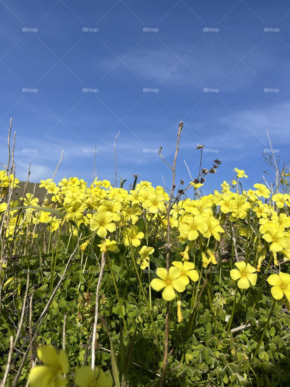 The season for yellow Bermuda-buttercup， spring coming