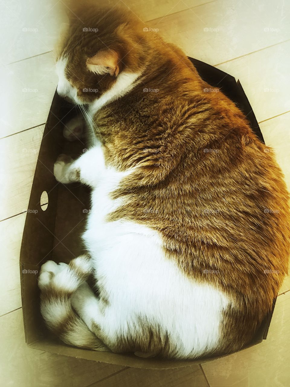 Overweight cat in cardboard box lid