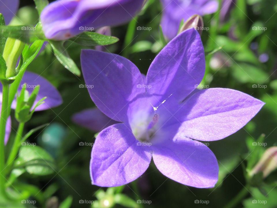 Purple campanula