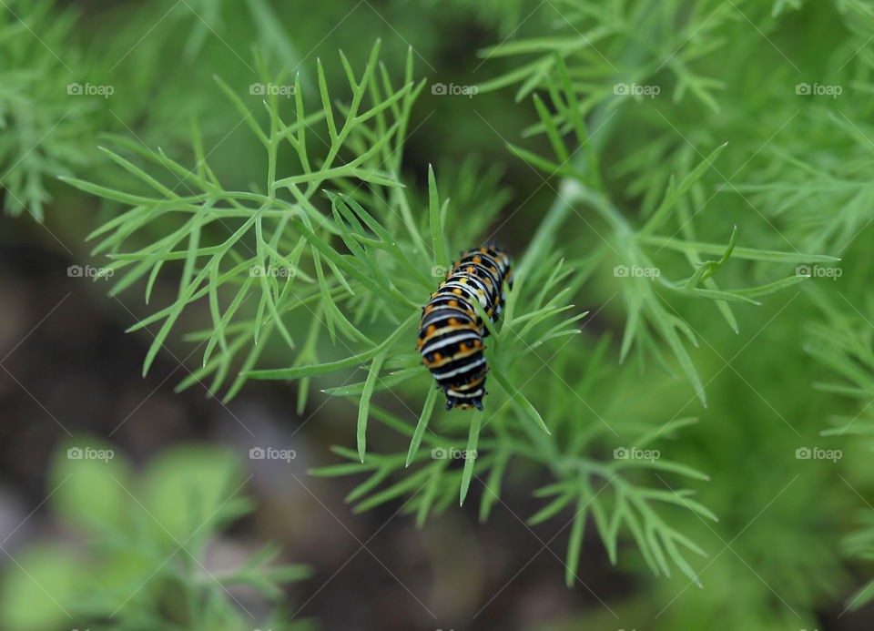 Black swallowtail caterpillar. Macro of caterpillar on dill