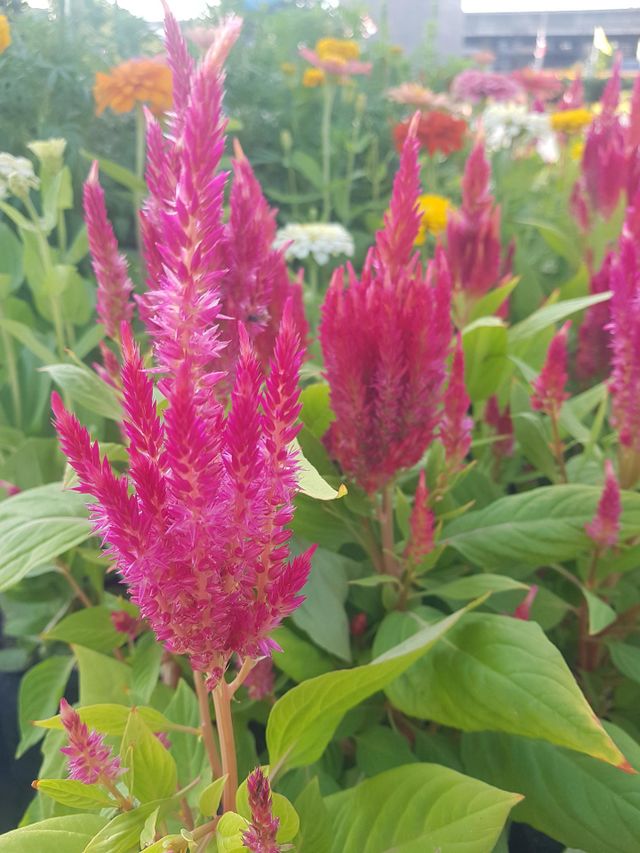 cockscomb flower in the garden