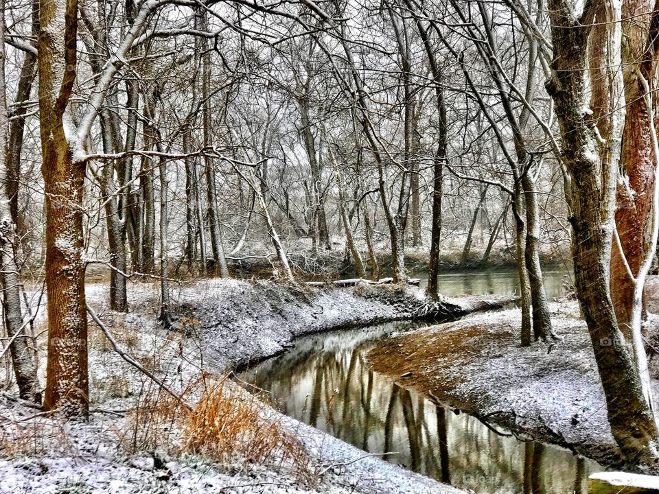 Trees in winter forest