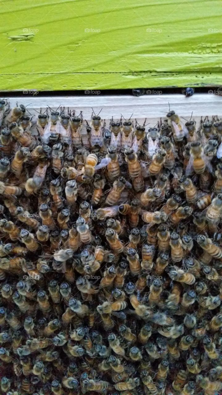 Honeybees bearding on front of Warre hive.