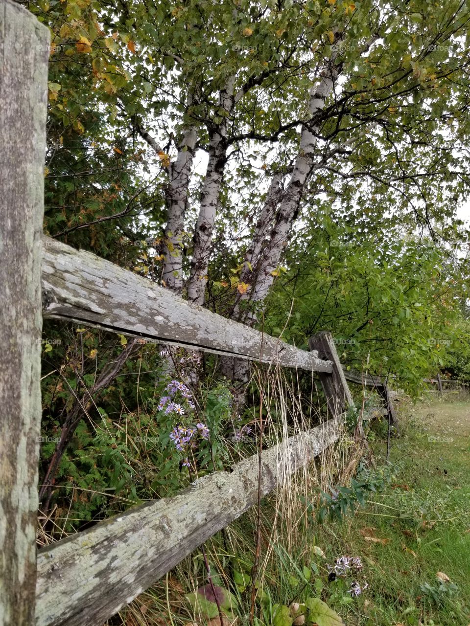 Birch tree behind wooden fence at an overlook in St. Ignes.