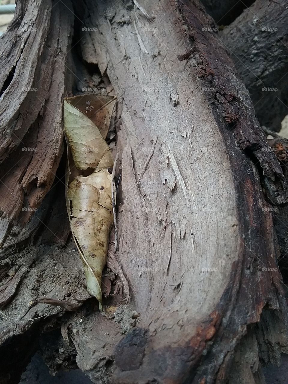 This is one of the old roots I have around the house that I found out by the river.