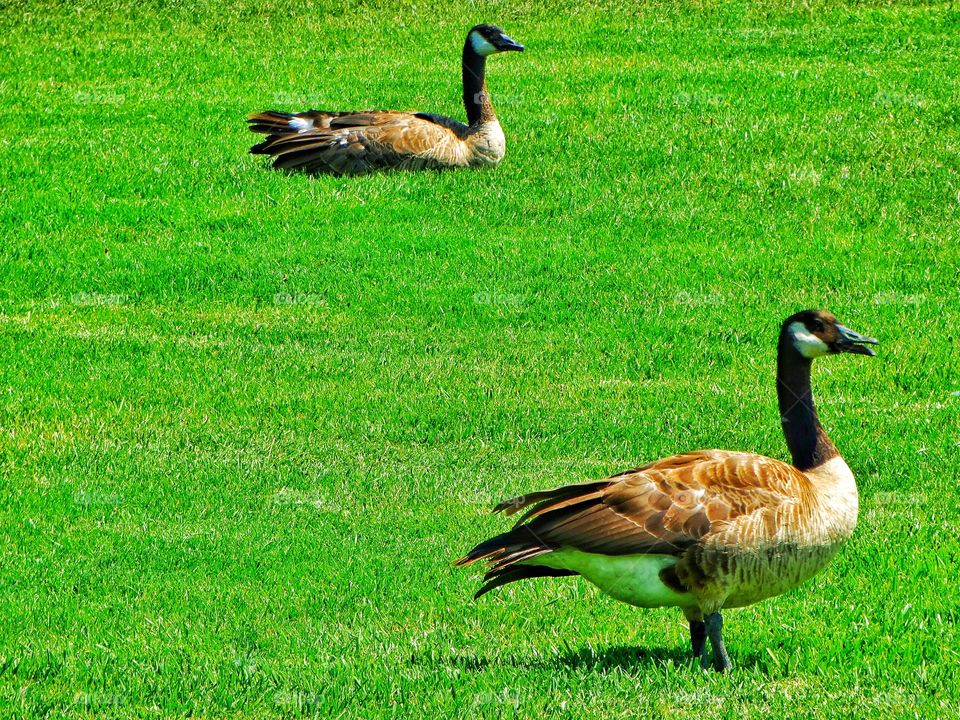 Canada Goose
