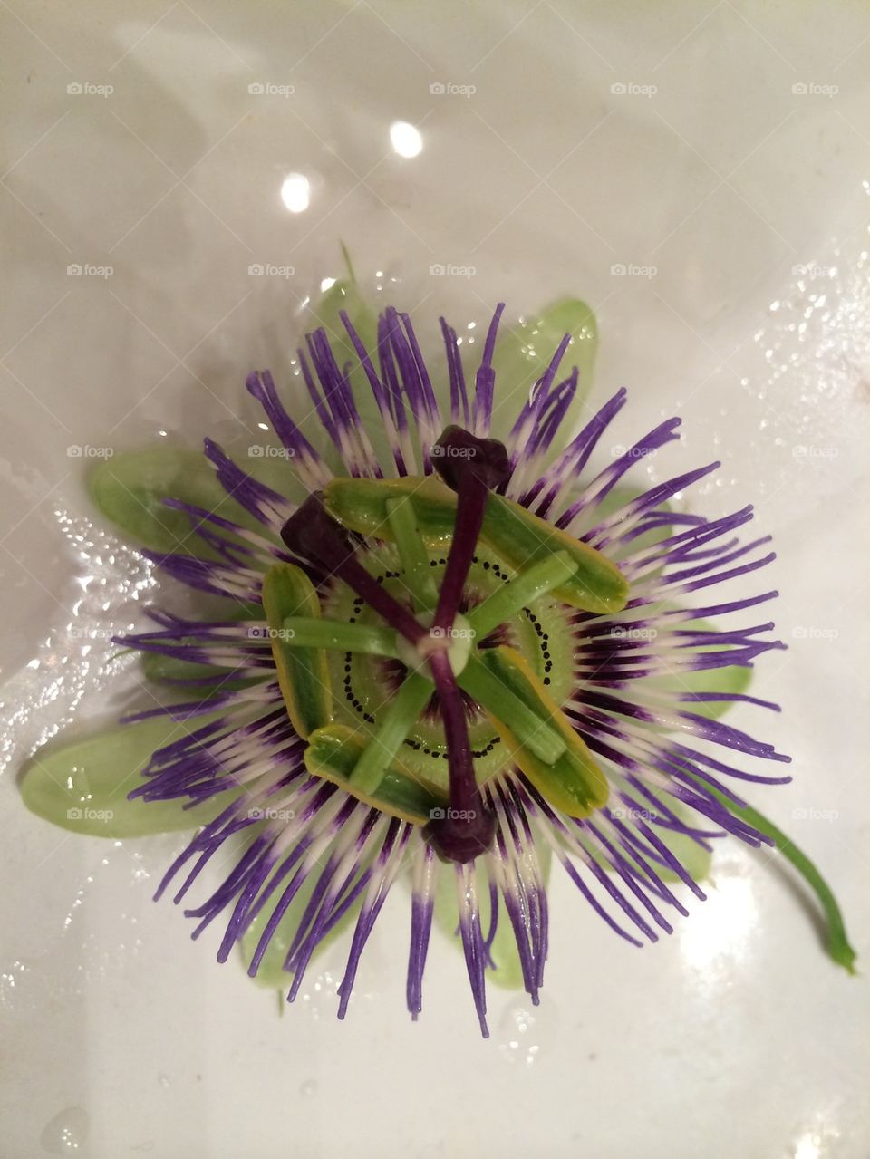 Floating passionflower