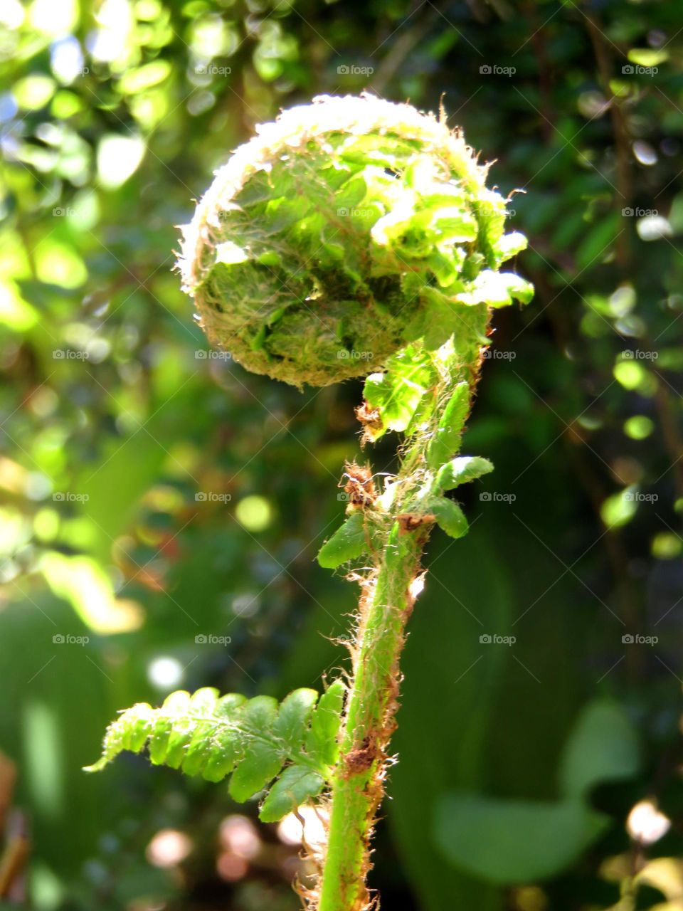 Spring baby fern