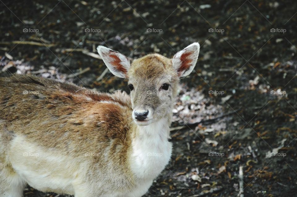 fawn