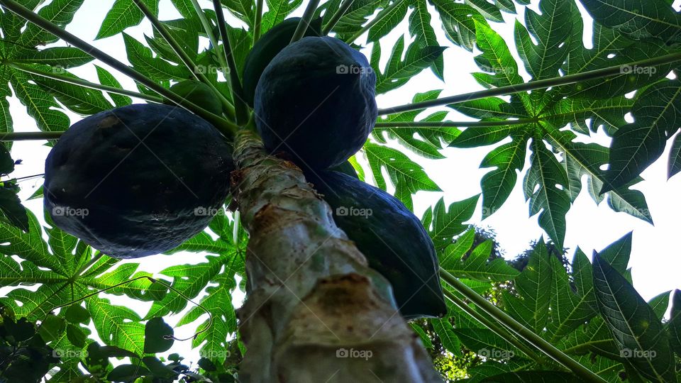 papaya trooical fruit tree
