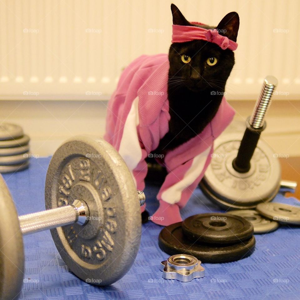 Trainingcat