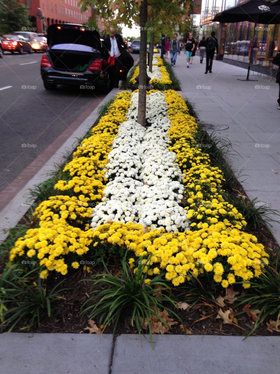 Spring flowers blooming on a city street