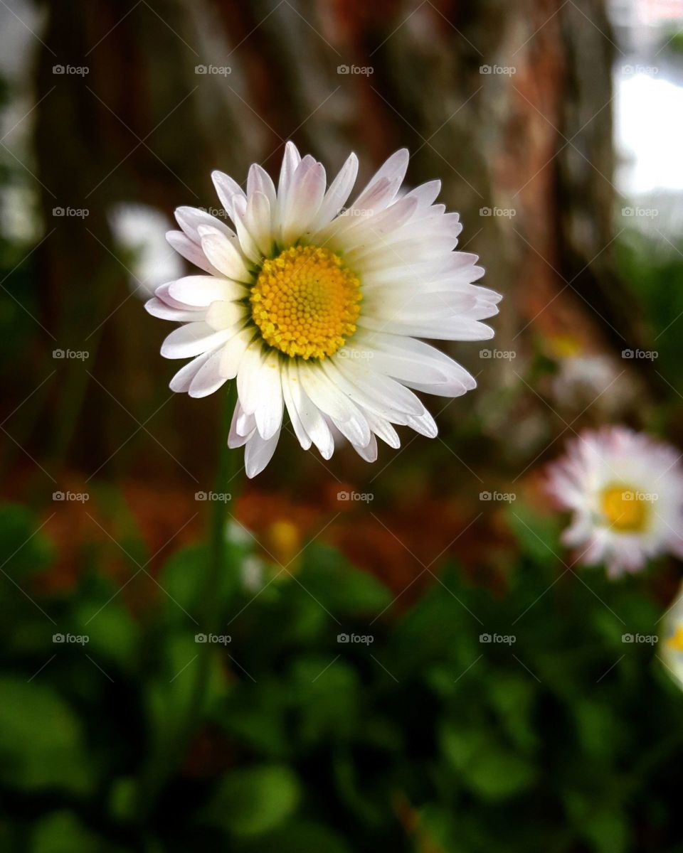 Flower, Nature, Flora, Summer, Petal