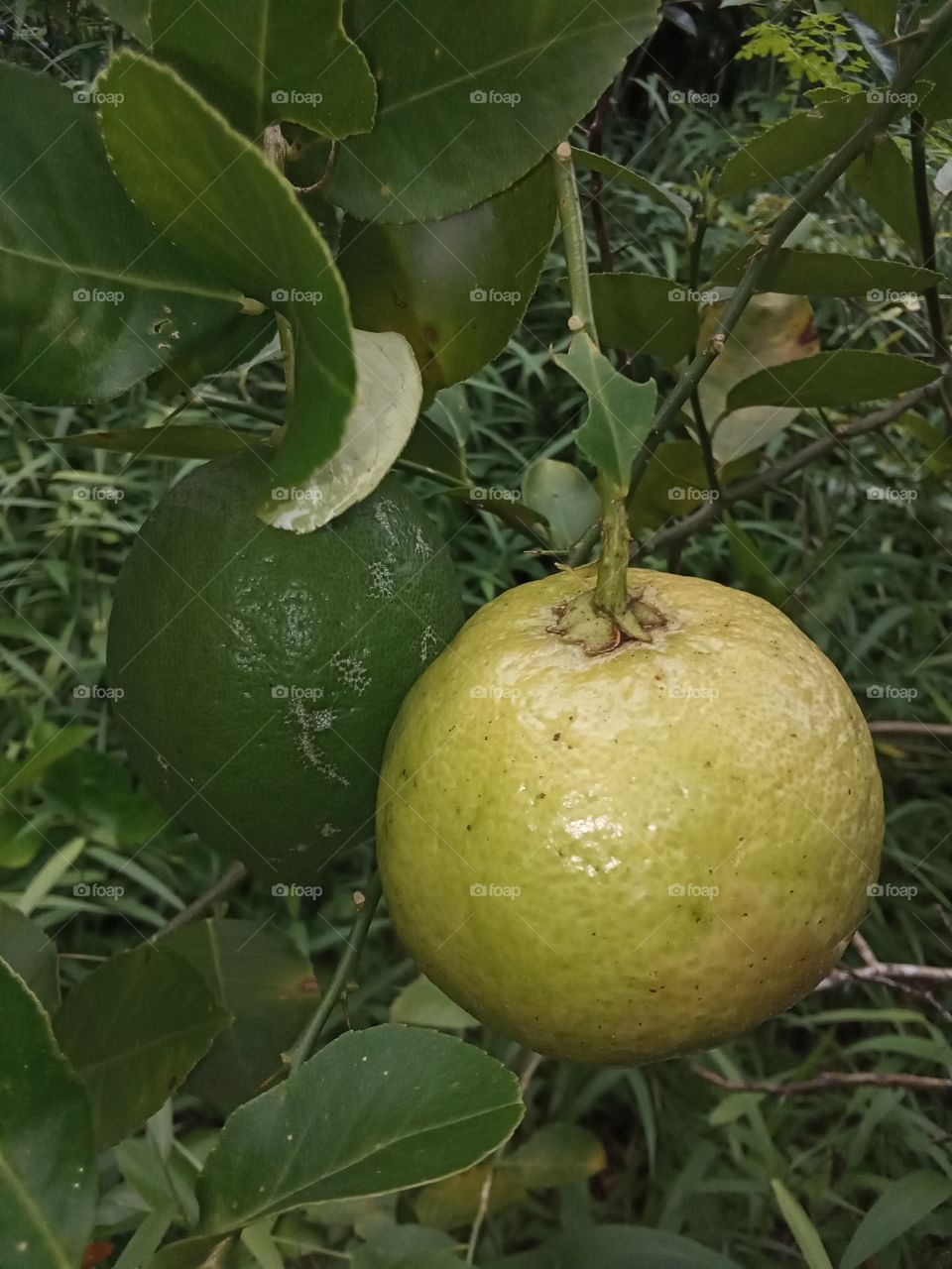 Two lemon brothers of a family.