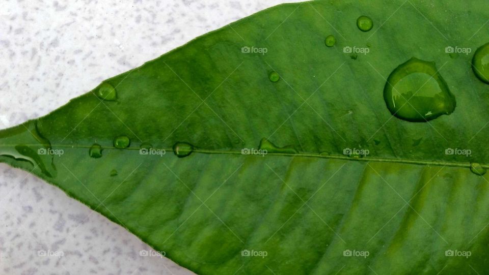 Beautiful small droplets on a green leaf