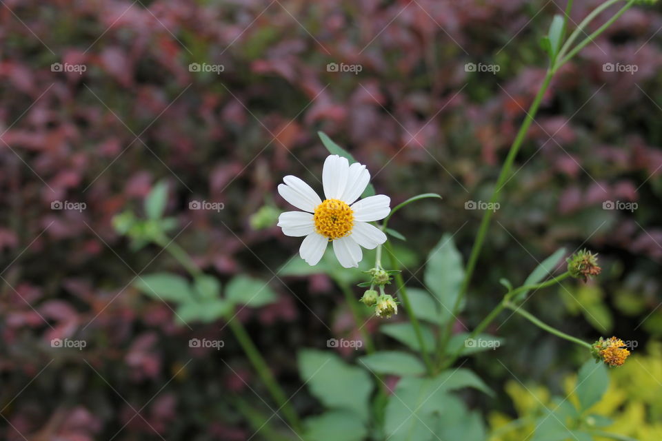 Little white and yellow wildflower with green leaves against a background of burgundy colored bushes in Florida USA
