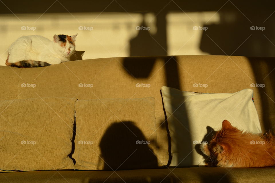 two cats pets sleeping on a sofa in the solar light and shadows