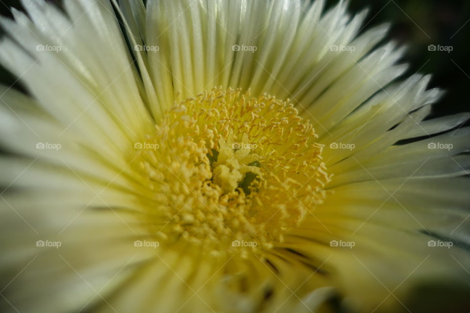 A yellow flower closeup in the garden.