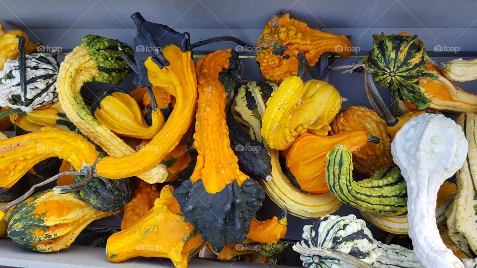 fall gourds
