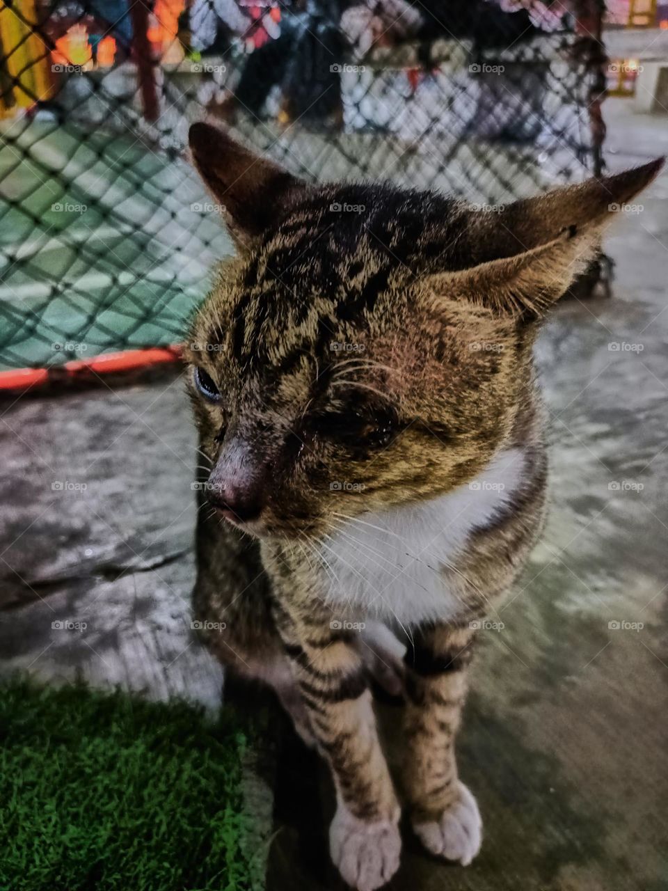 Stray cat keep calm on the alley