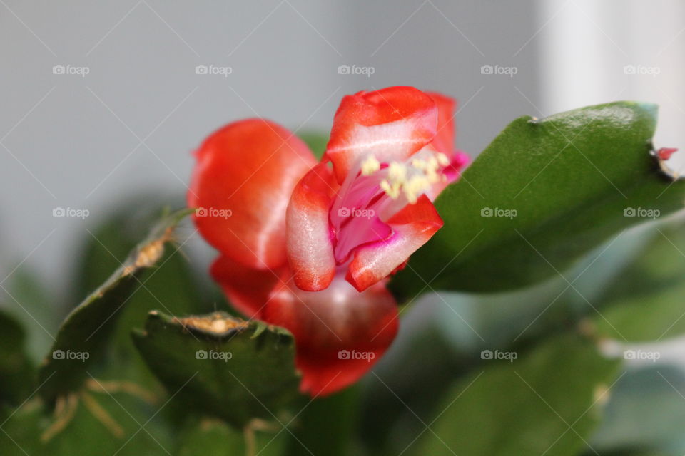 Christmas cactus