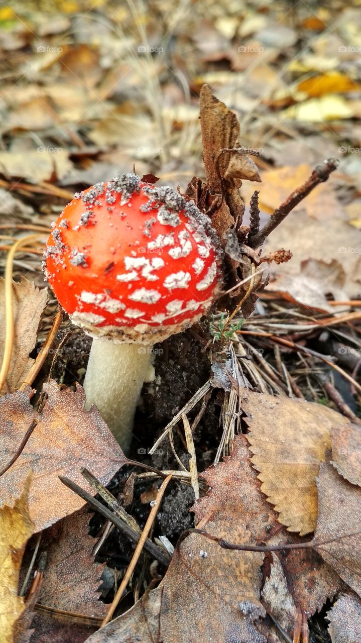Fly amanita
