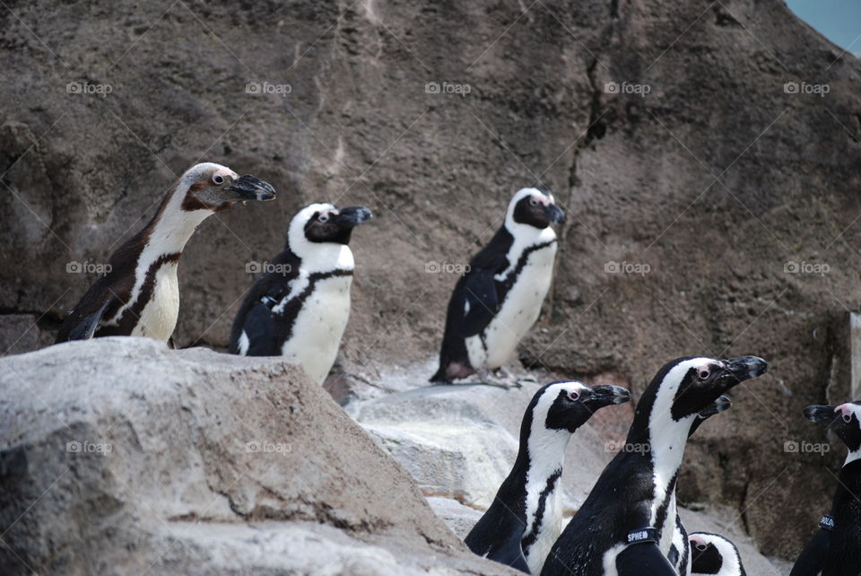 Penguins looking over during a feeding time at the zoo