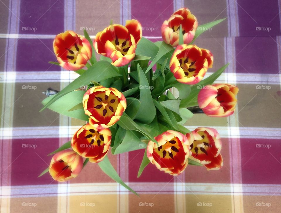 Tulips . Red and yellow tulips 