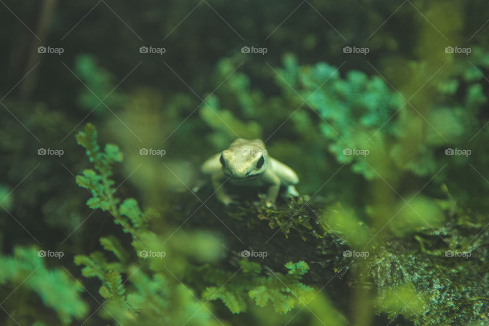 Green frog 