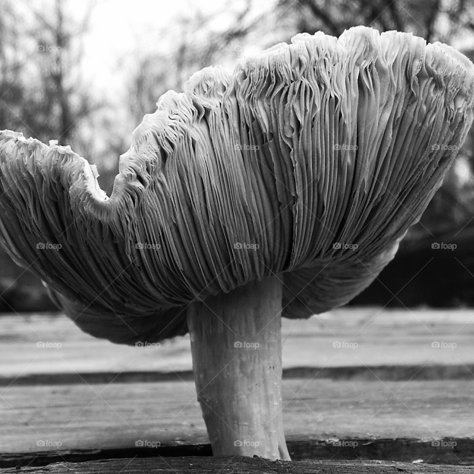 Black and white shot of mushroom