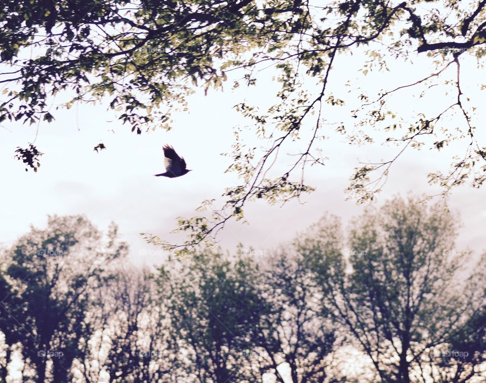 Minimalistic Snaps - silhouette of a bird in flight