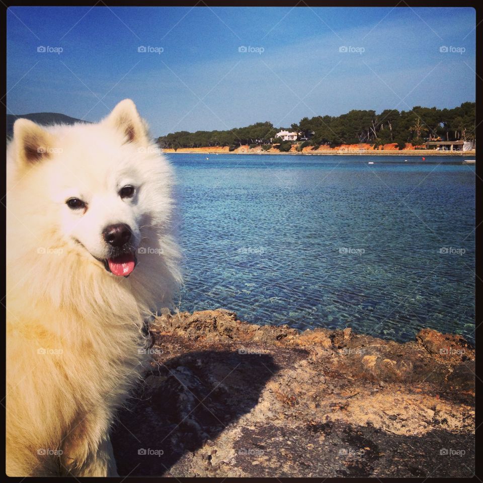 American Eskimo beautiful smiling dog. Traveling the world with his family and loving it!