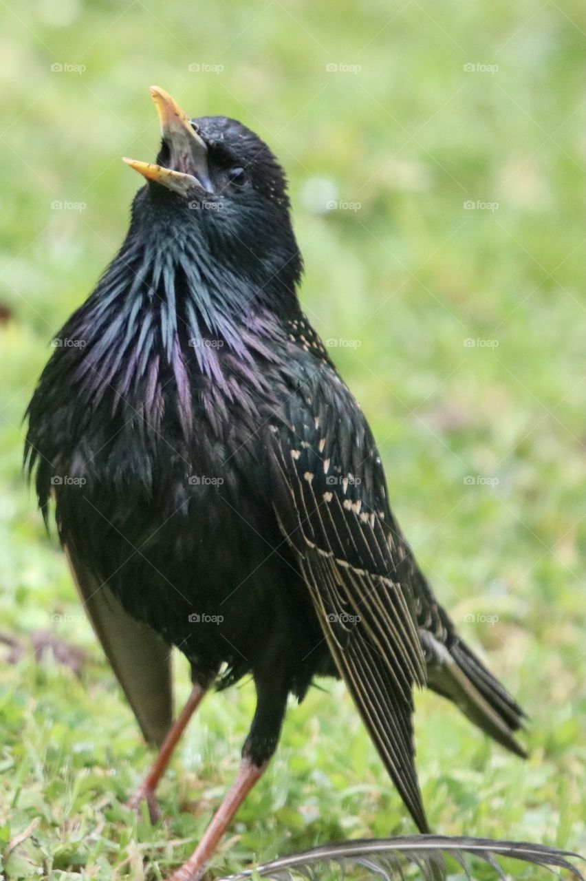 Starling