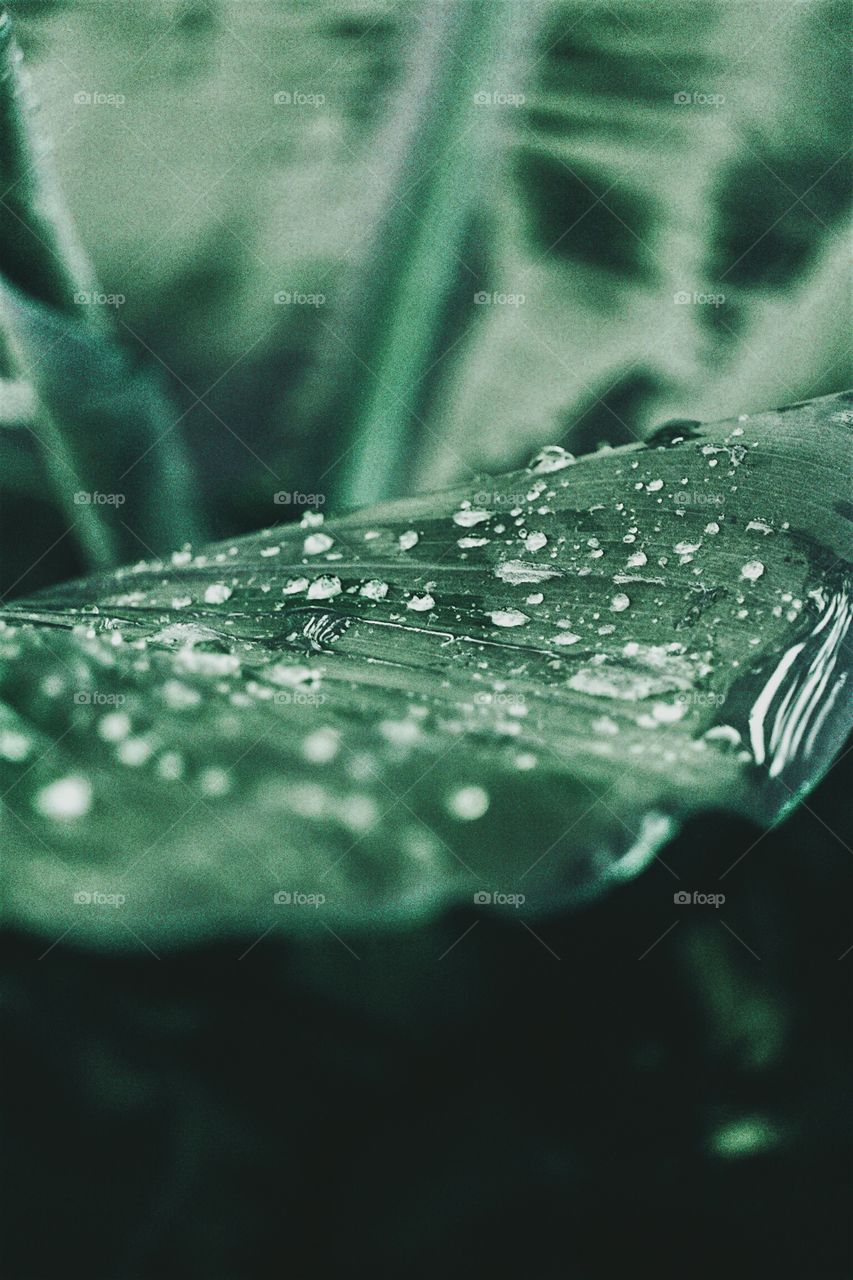 A rainy day. The beauty of nature when raindrops fall. 