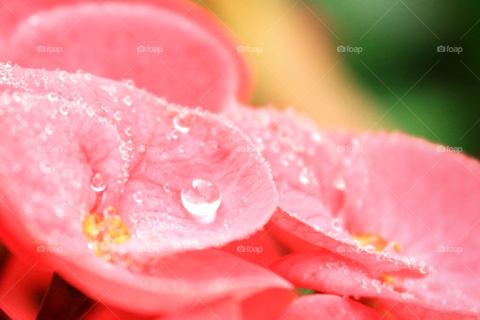 Morning beautiful flower images with dew on flowers, Small and Large dew drops that adhere to flowers. Beauty in nature. Flowers and plants.