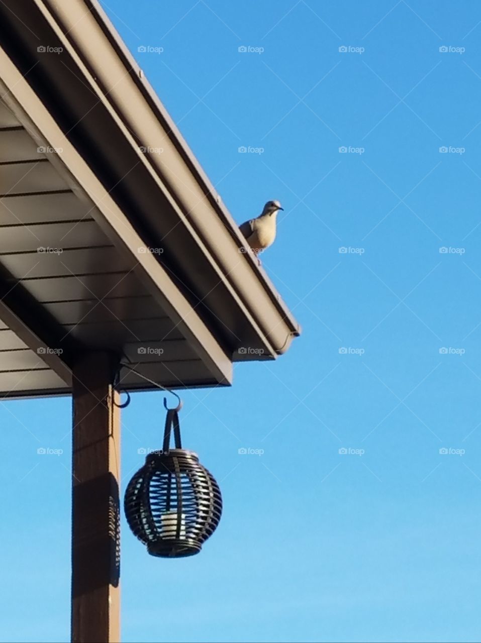 Morning Dove on the roof