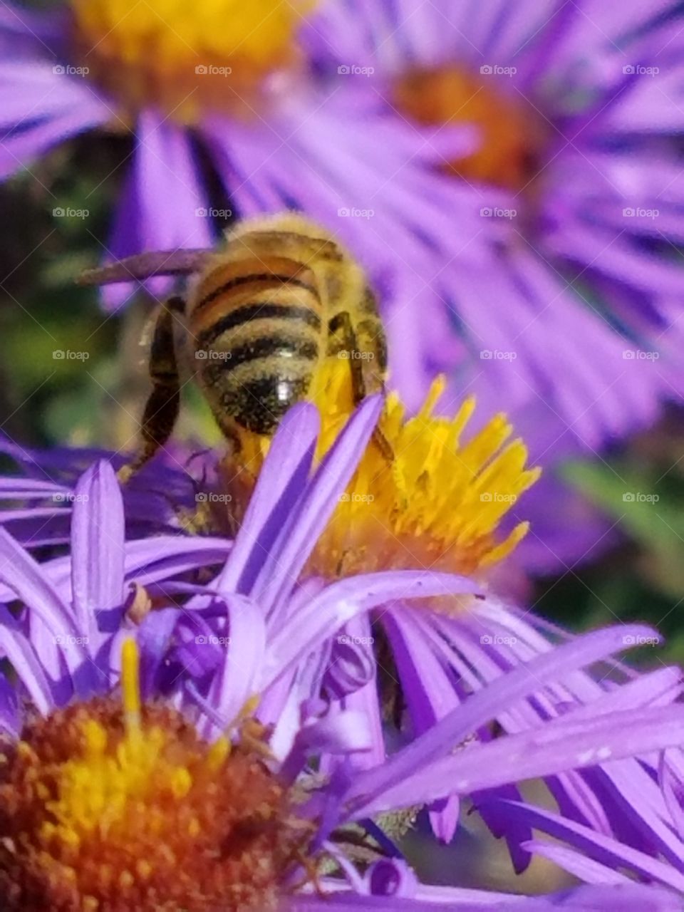 Bee