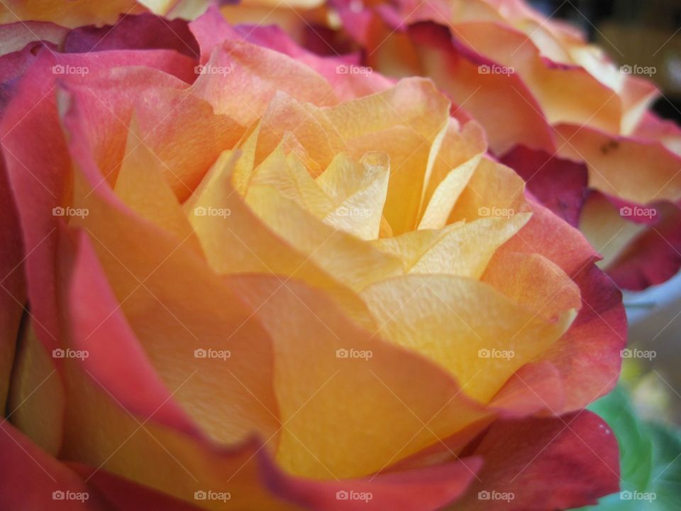 Yellow and Pink Rosees