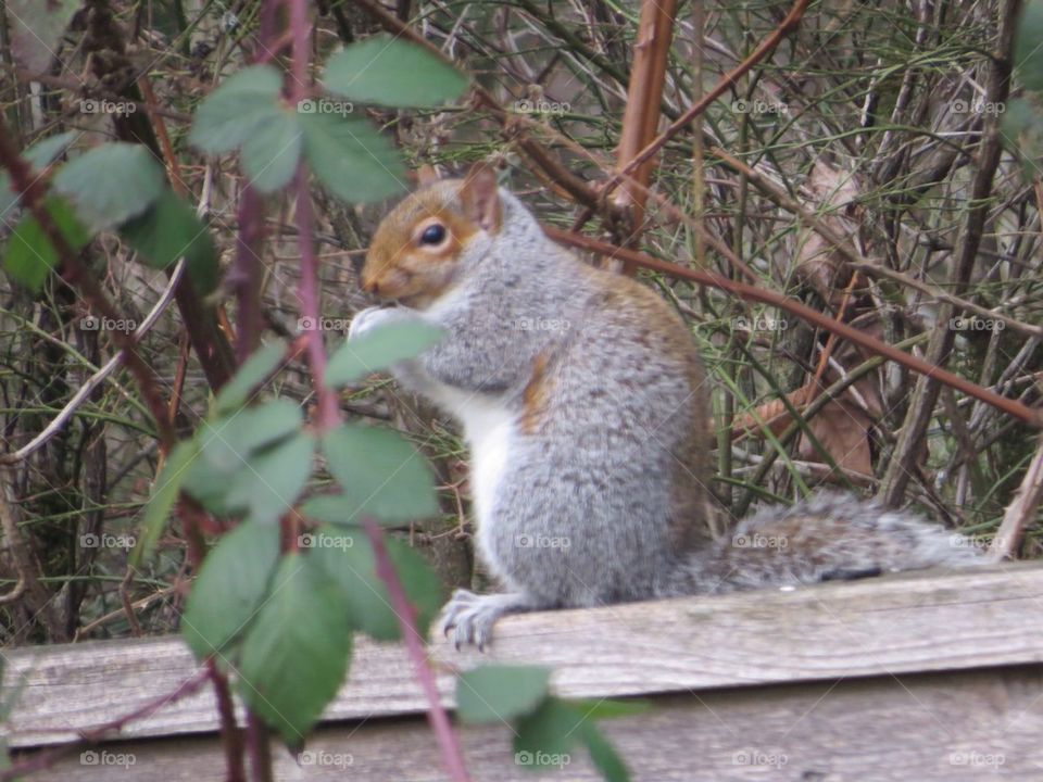 Fat Squirrel