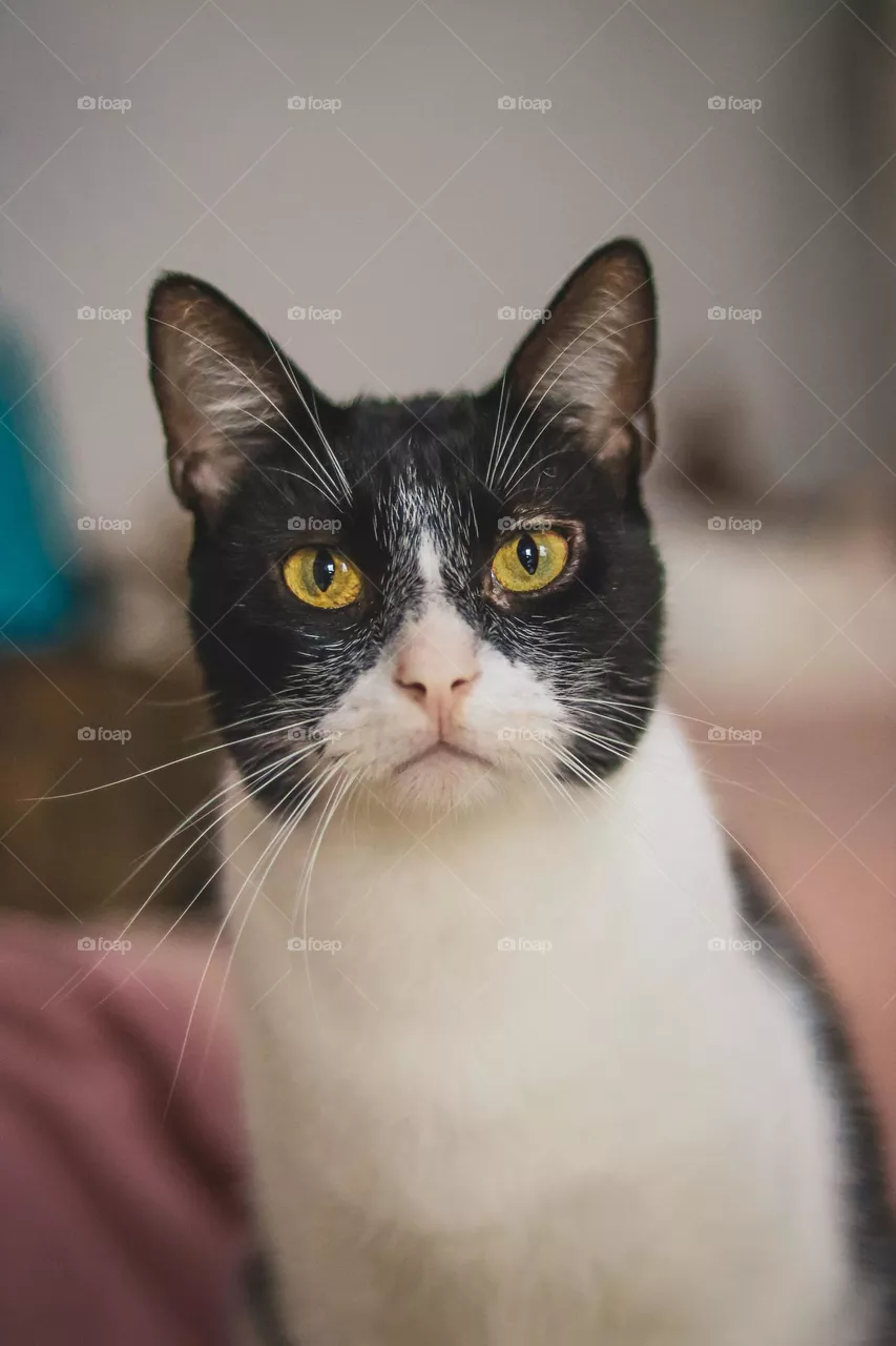 Batman cat