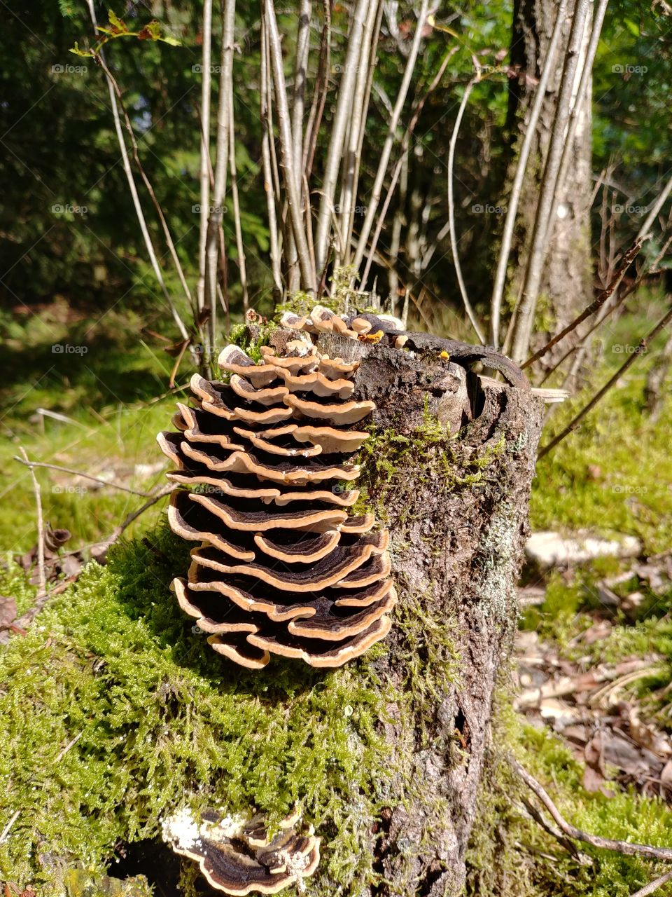 Nature, Wood, Fungus, Mushroom, Tree