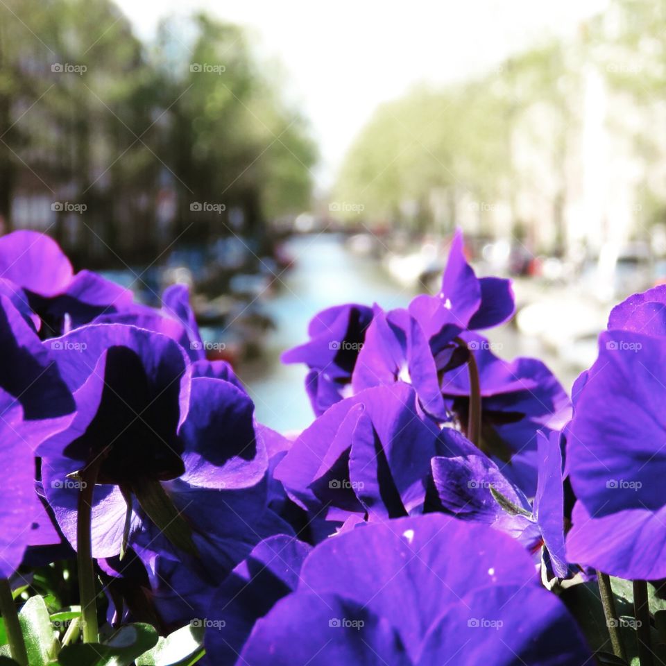 Amsterdam flowers. Flowers of spring in Amsterdam