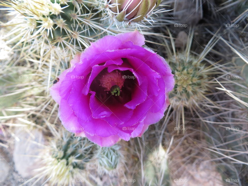 cactus flower